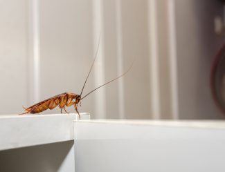 Close Up A Cockroach On White Cupboard