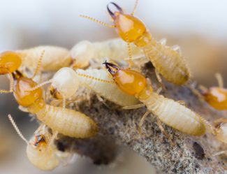 Termites In Thailand